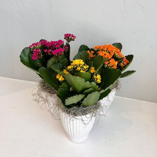 Kalanchoe in White Ribbed Pot