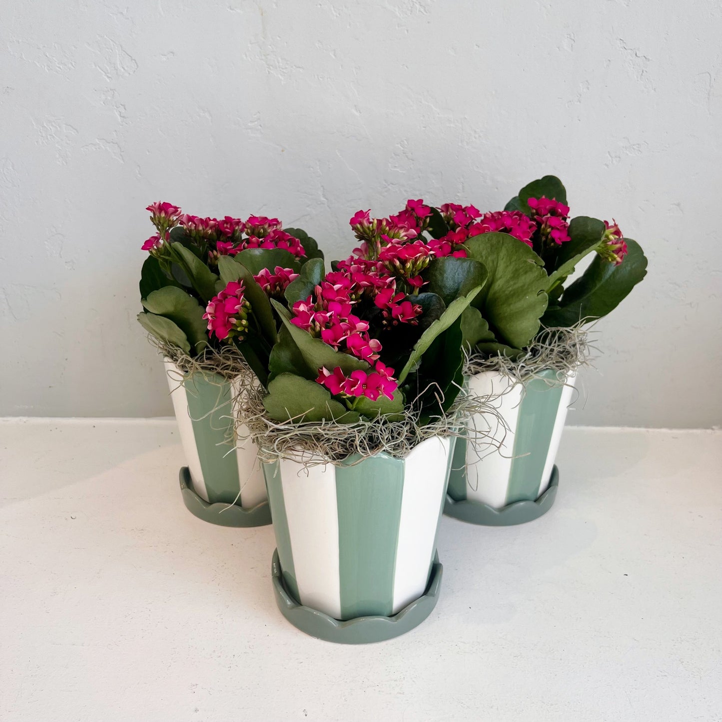 Kalanchoe in Striped Pot