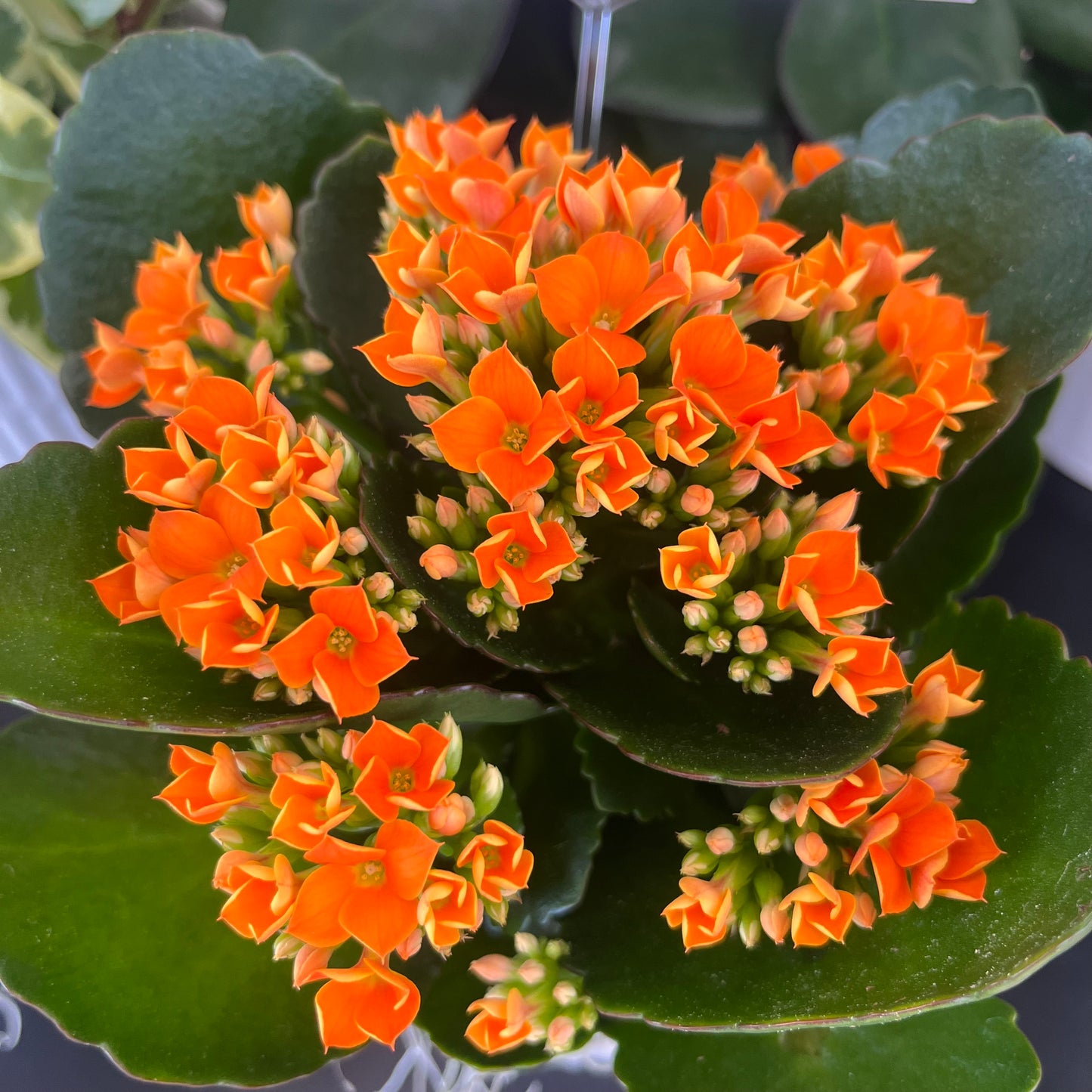 Kalanchoe in White Ribbed Pot