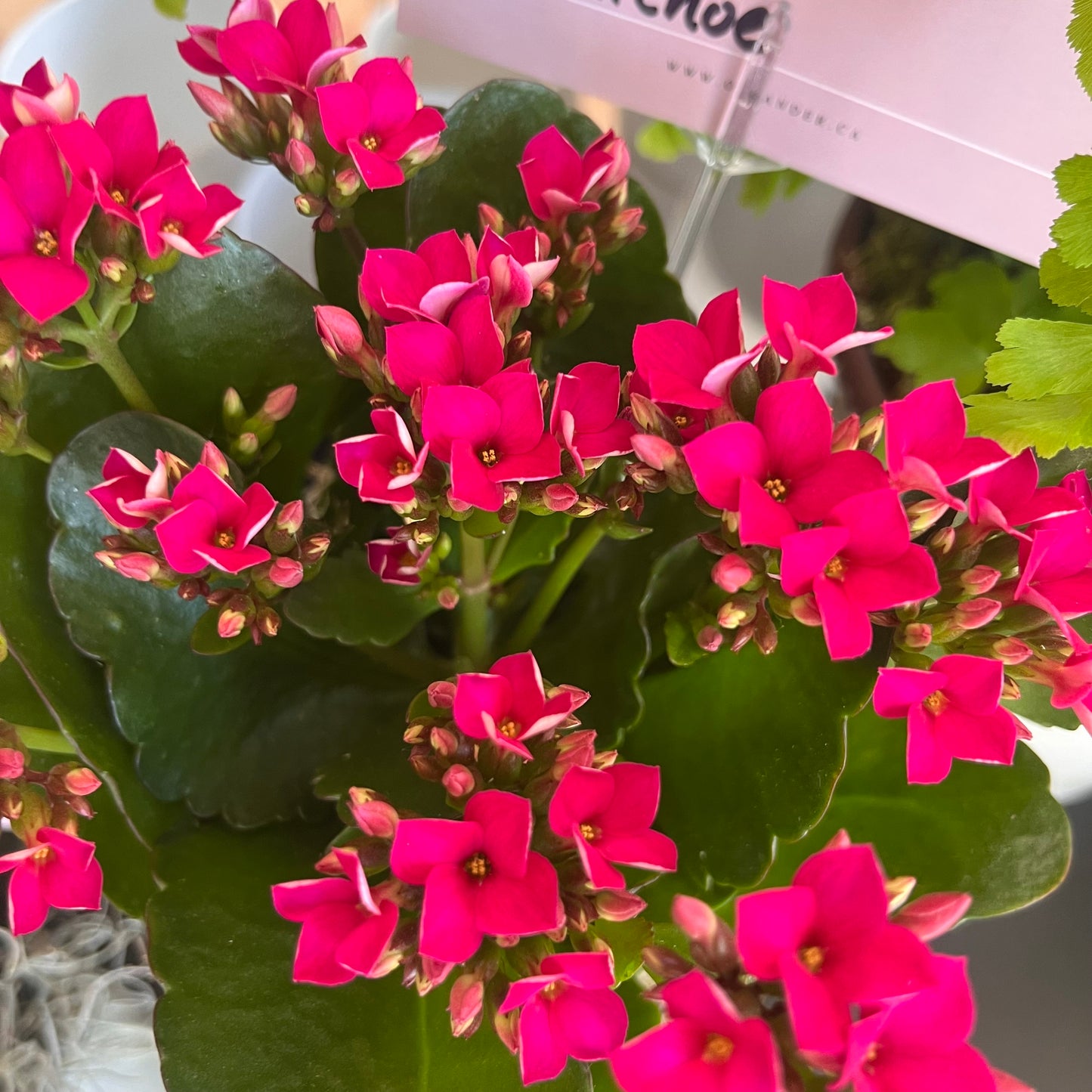 Kalanchoe in White Ribbed Pot