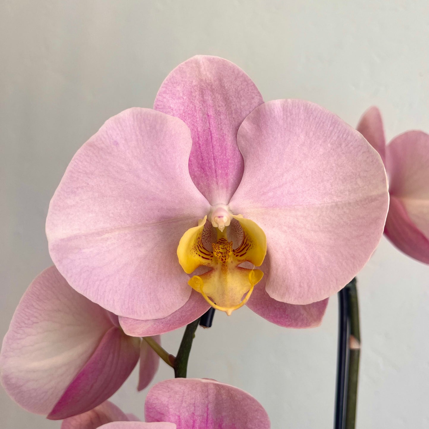 Dusty Rose Single Stem Orchid