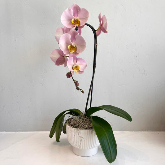 Dusty Rose Single Stem Orchid