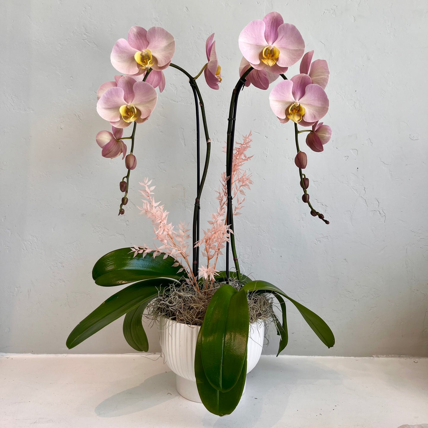 Dusty Rose Double Plant Orchid