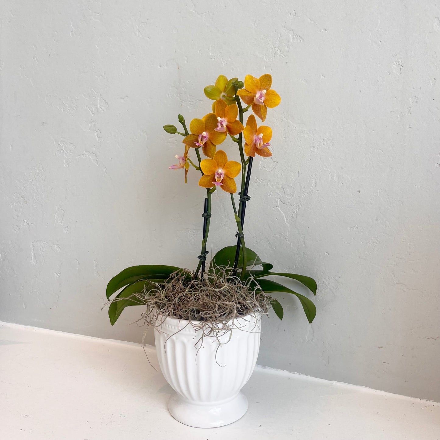 Mini Orchid - Gold Saffron