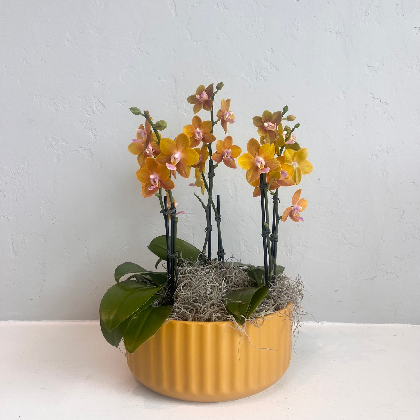 Triple Orchid Mini- Gold Saffron