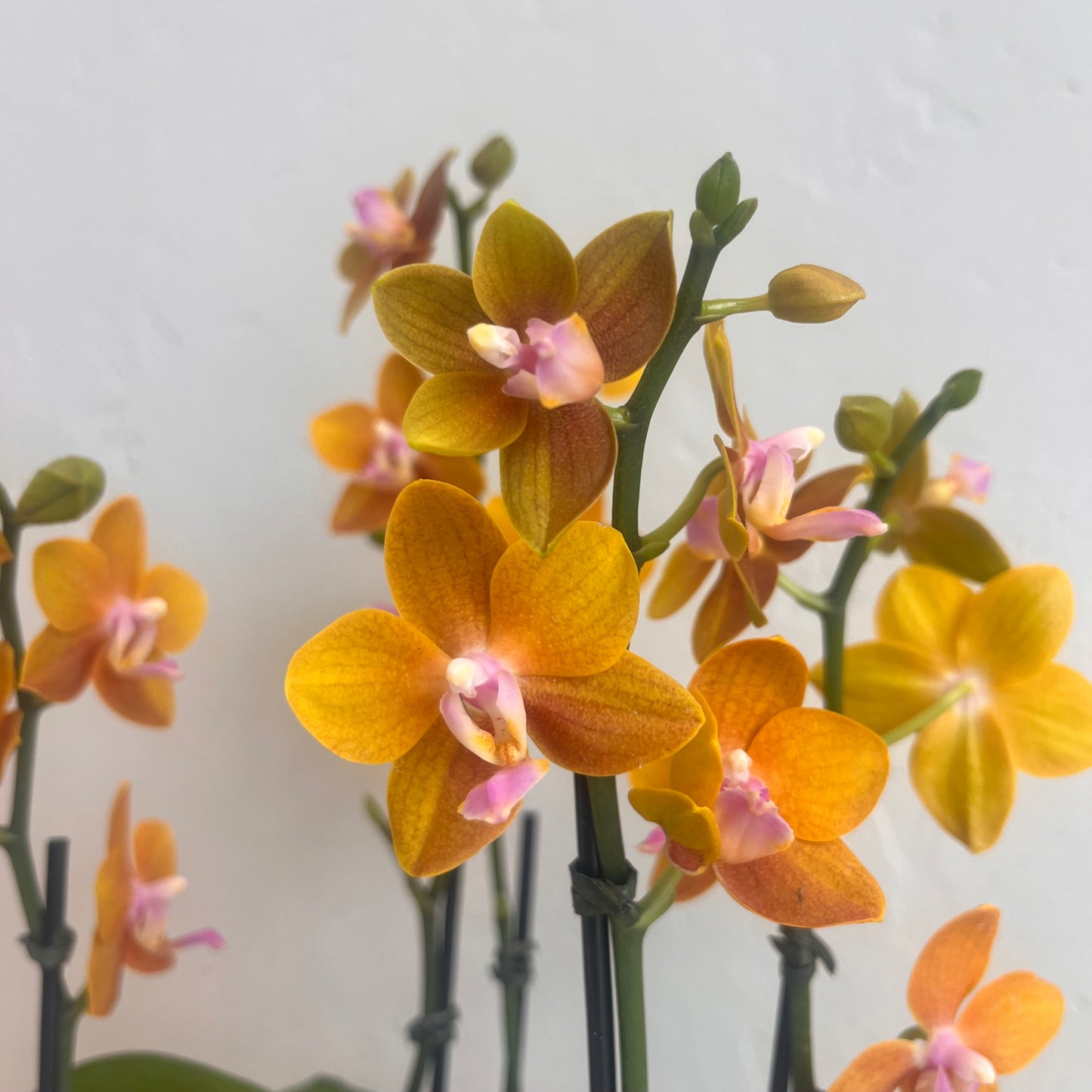 Triple Orchid Mini- Gold Saffron