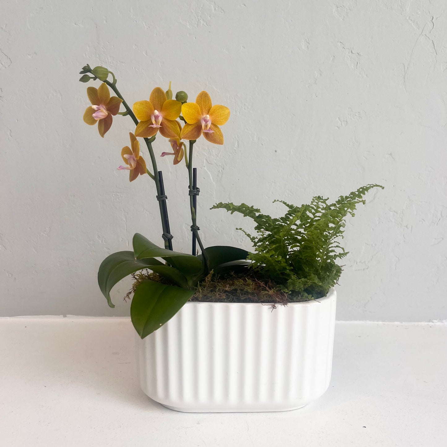 Mini Gold Saffron Orchid and Fern Planter