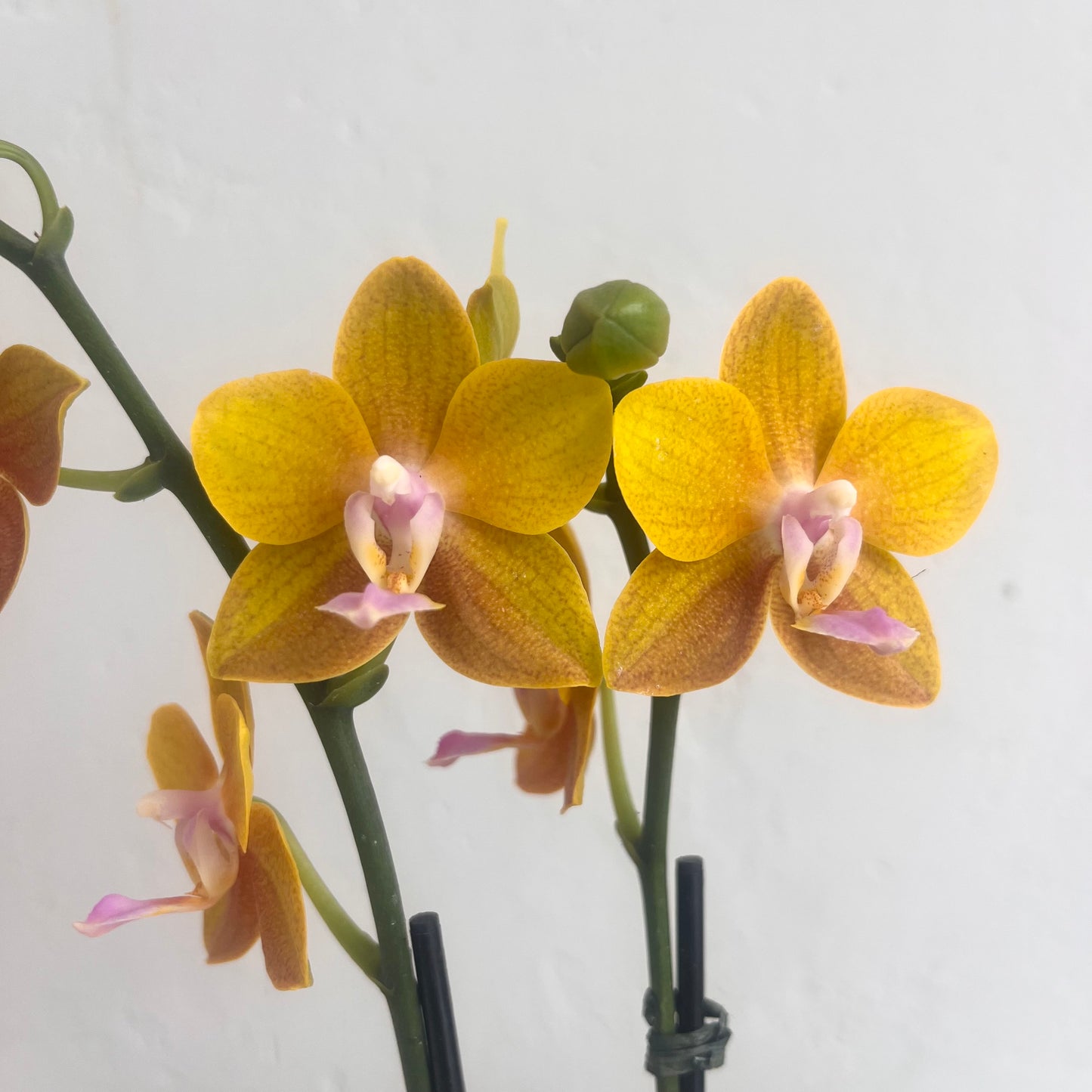 Mini Gold Saffron Orchid and Fern Planter