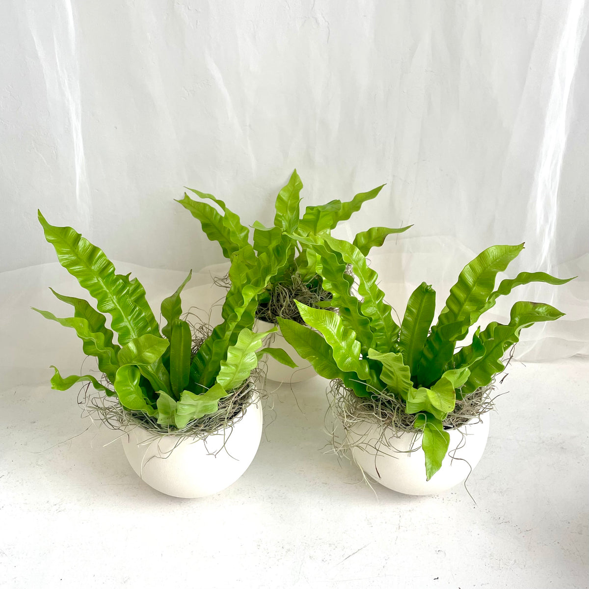 Crispy Wave Fern in Cream Sphere Pot