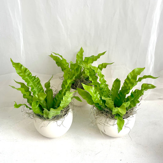 Crispy Wave Fern in Cream Sphere Pot