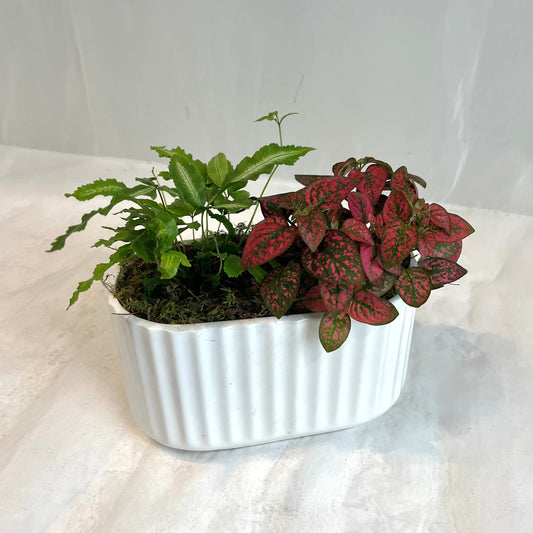 Fern & Polka Dot Planter