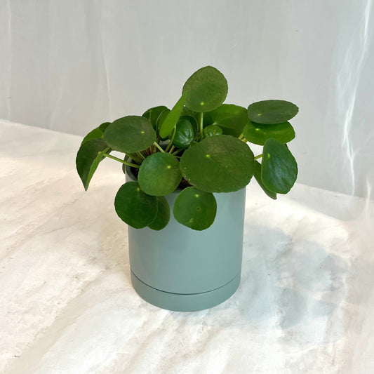 Pilea Peperomioides in Sage Pot