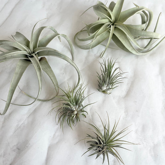 Air Plants