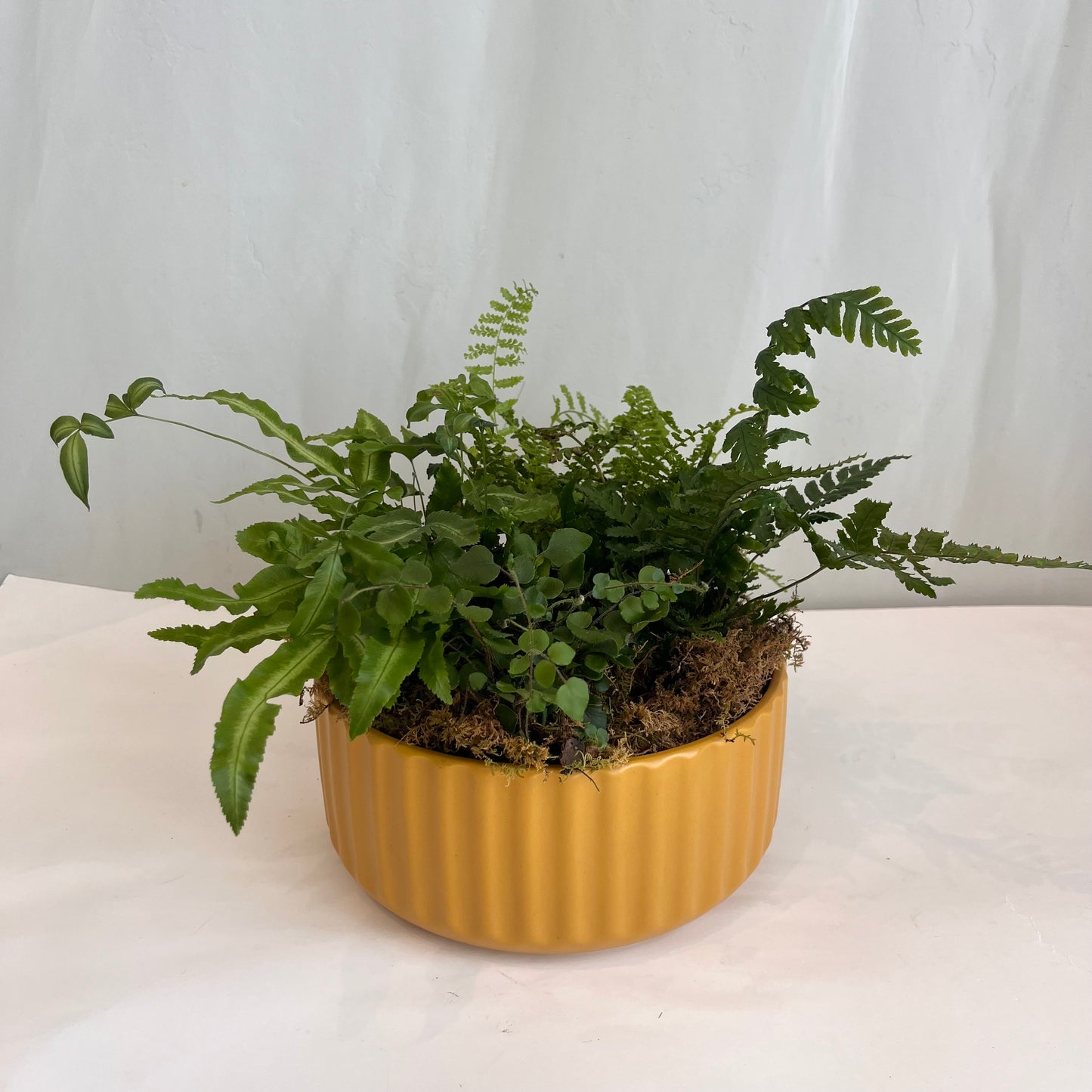 Mixed Fern Bowl Planters