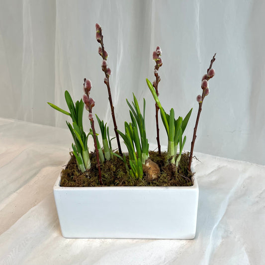 Double Mini Daffodil Planter