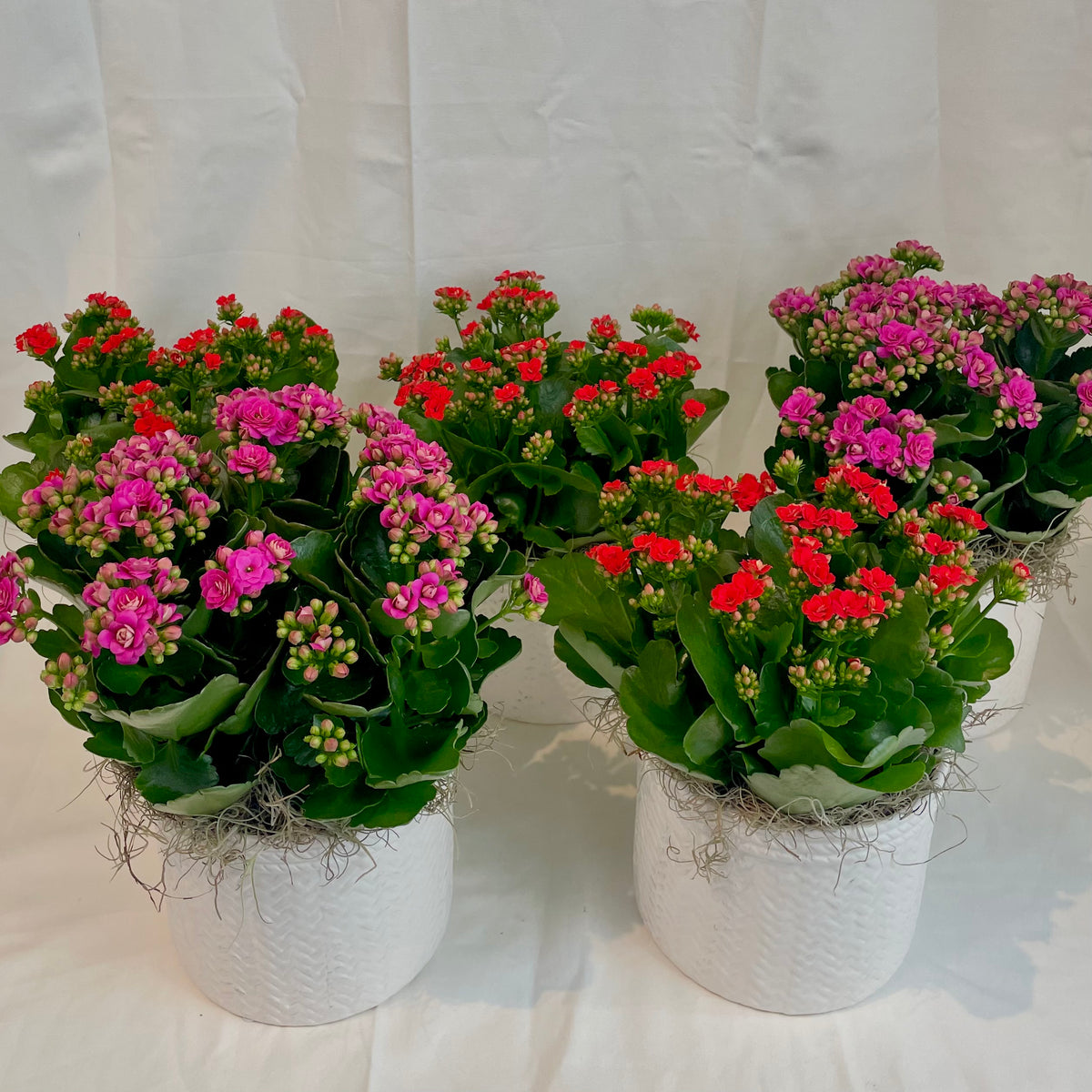 Assorted Kalanchoe in White Textured Pot