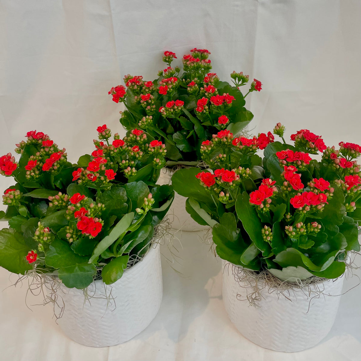 Assorted Kalanchoe in White Textured Pot