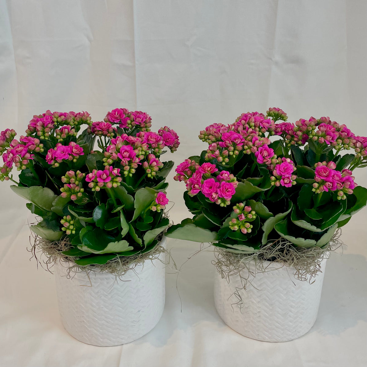 Assorted Kalanchoe in White Textured Pot