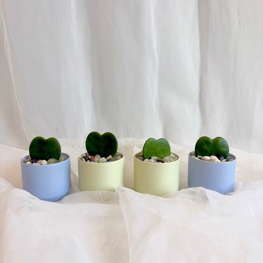 Sweetheart Hoya in Pastel Pot