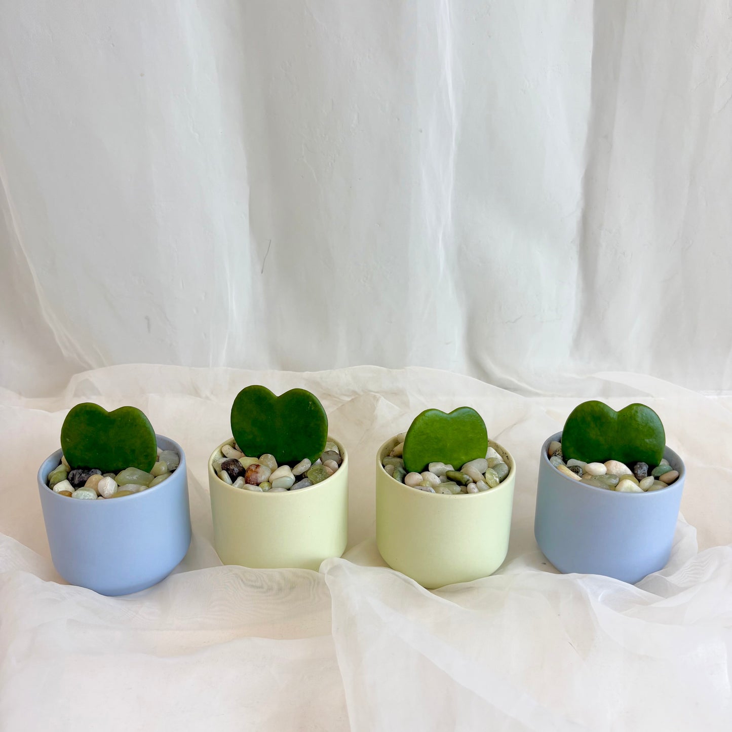 Sweetheart Hoya in Pastel Pot