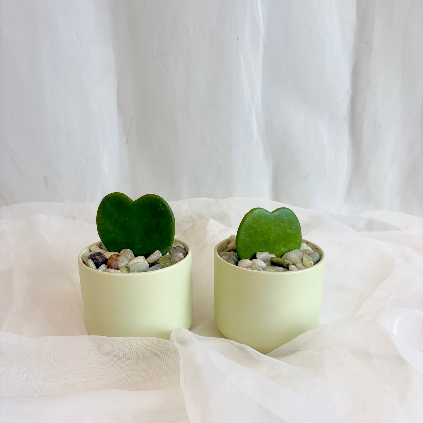 Sweetheart Hoya in Pastel Pot