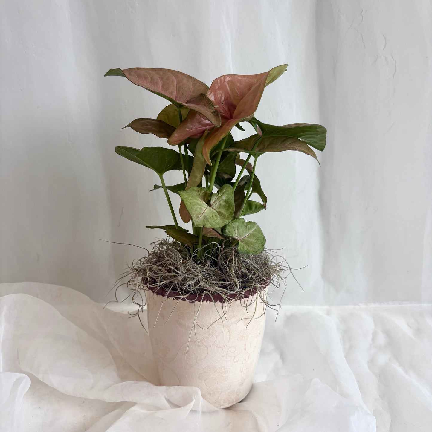 Butterfly Plant in Embossed Ivory Pot