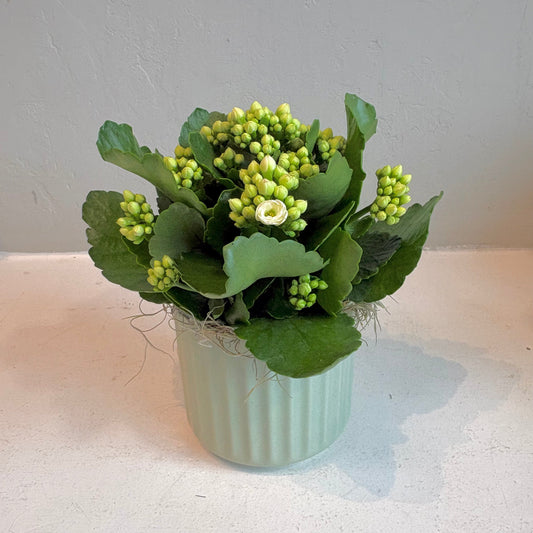 White Calandiva in Sage Pot