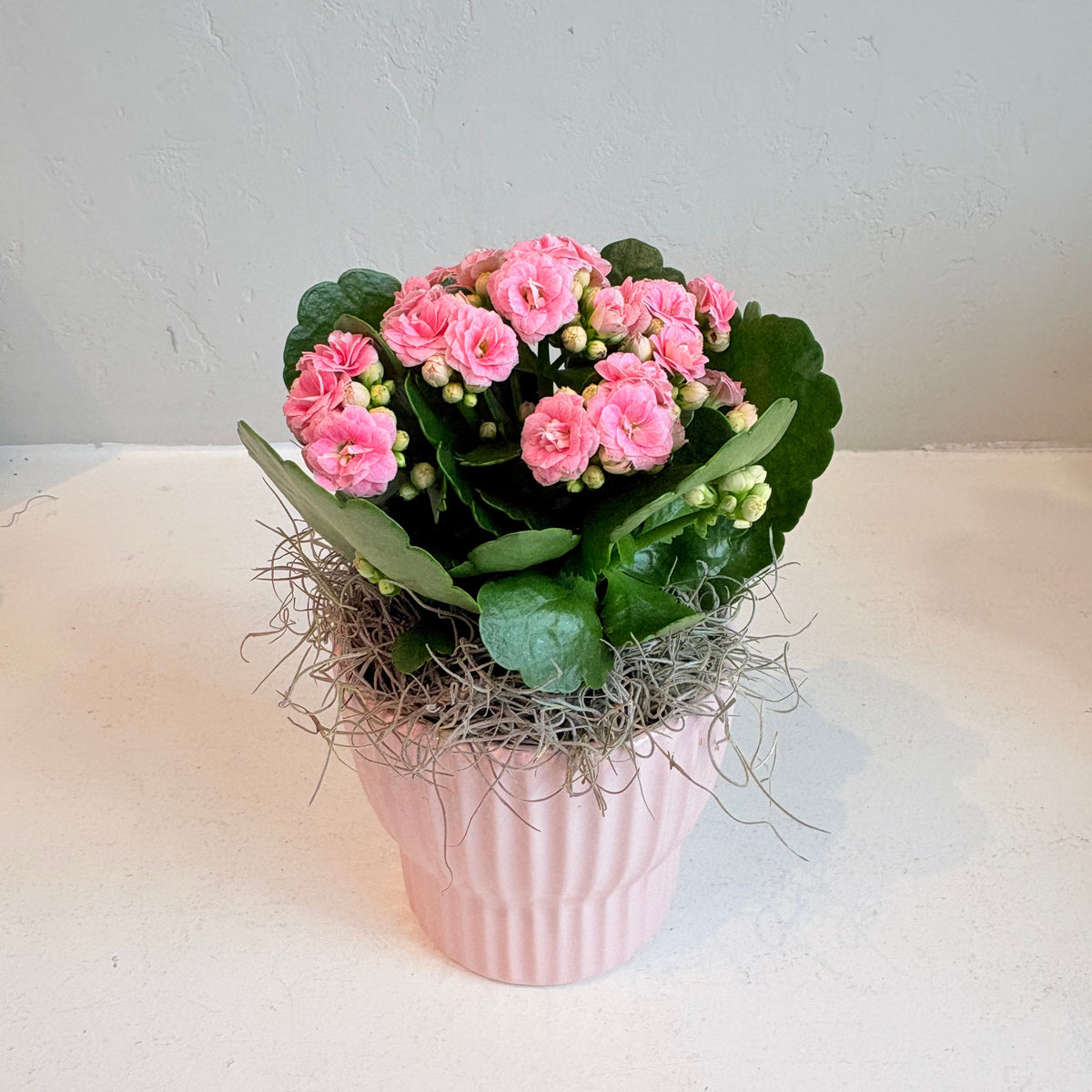 Light Pink Calandiva in Ribbed Pot – Oleander Floral Design