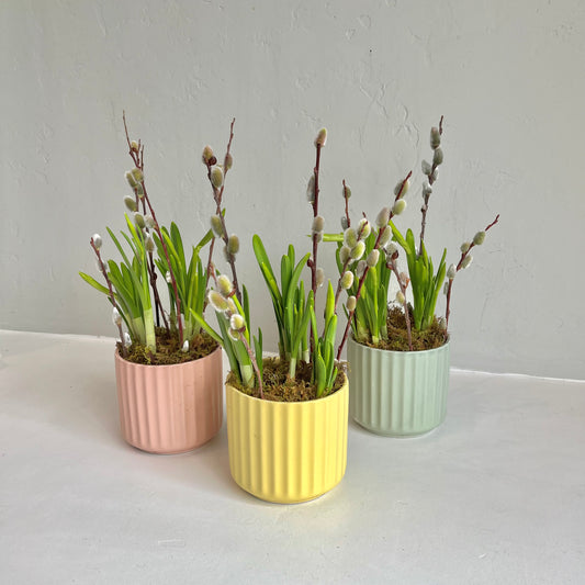 Mini Pastel Daffodil Planter