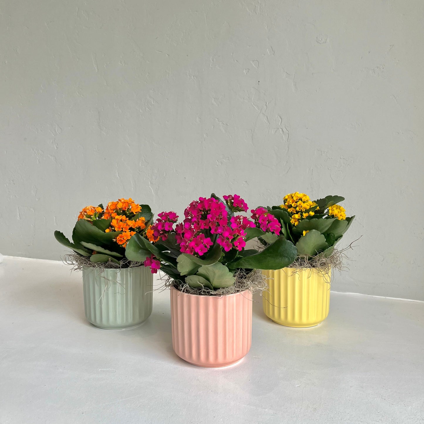 Kalanchoe in Colourful Ribbed Pot