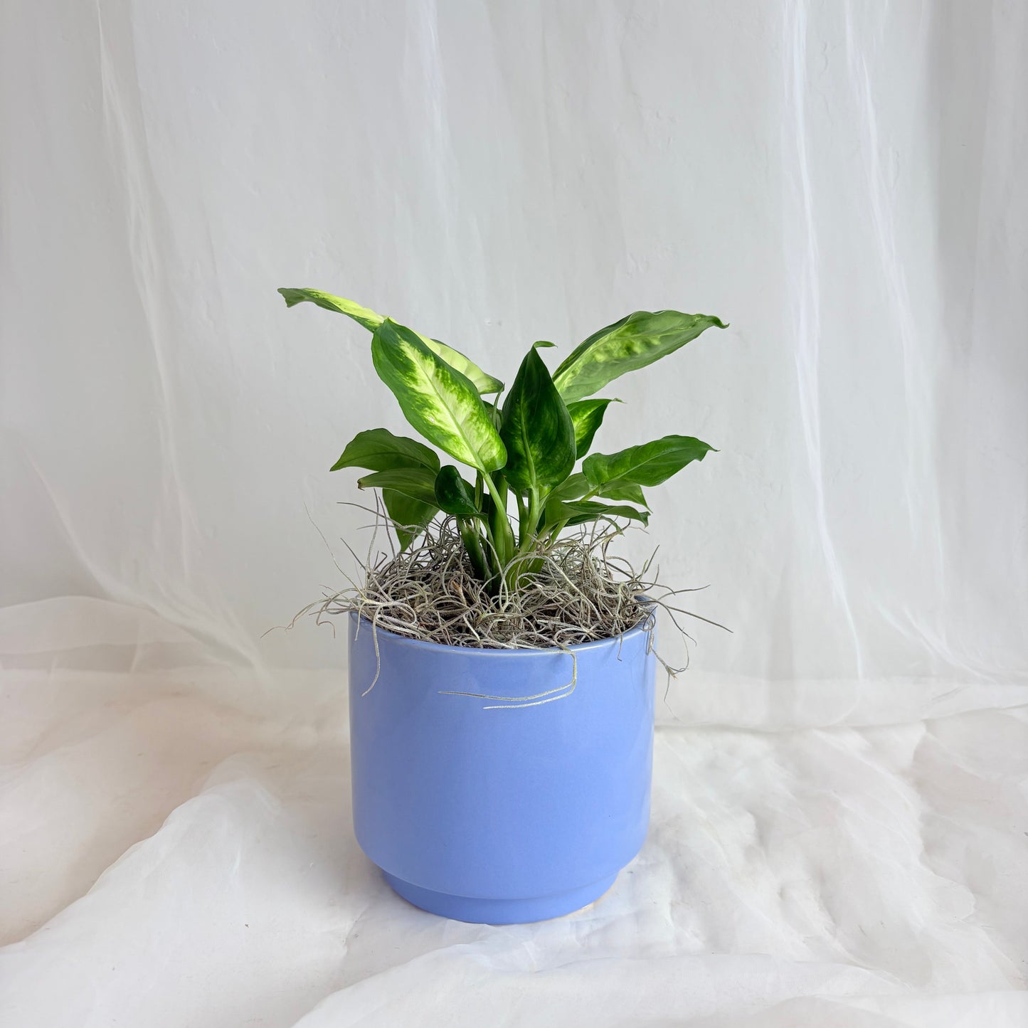 4" Dieffenbachia in Light Blue Pot