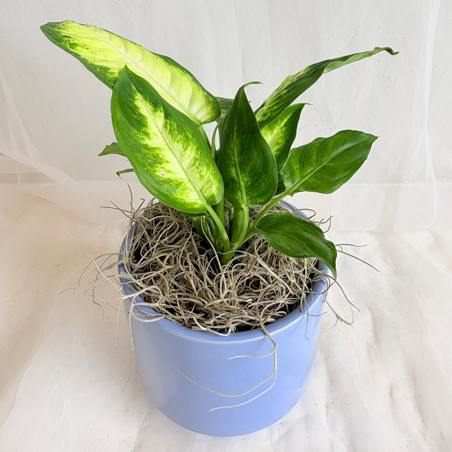 4" Dieffenbachia in Light Blue Pot