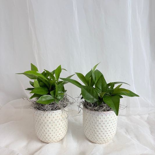 Ardisia in Embossed Polka Dot Pot