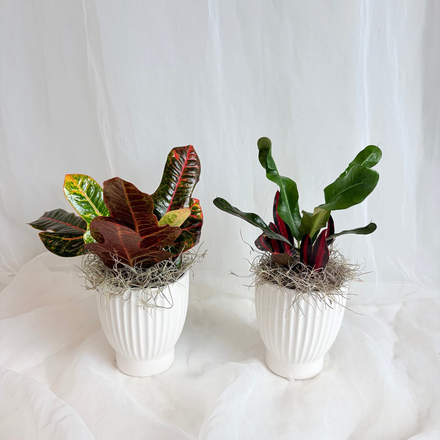 Croton in White Ribbed Pot