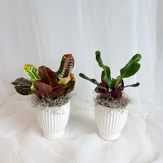 Croton in White Ribbed Pot