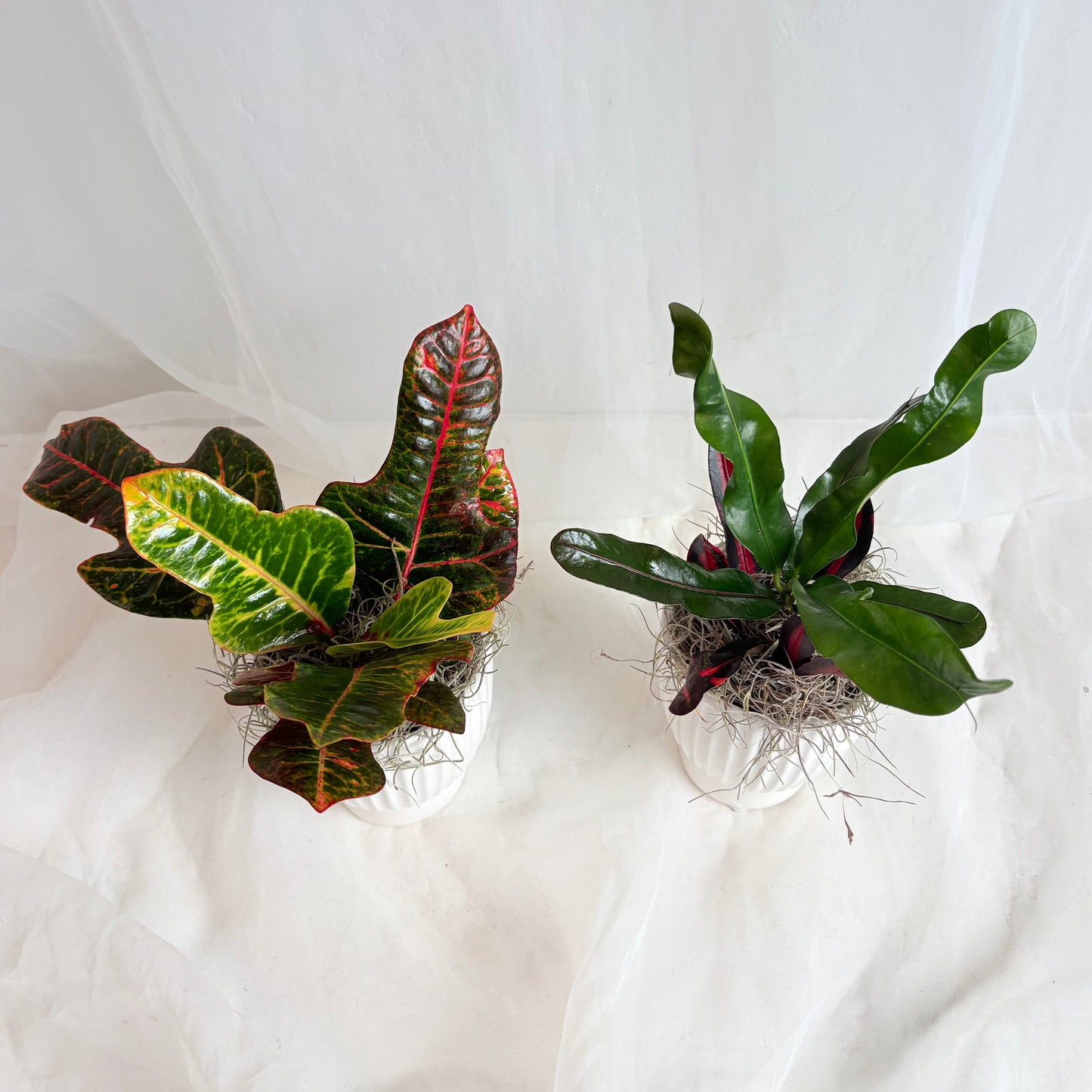 Croton in White Ribbed Pot