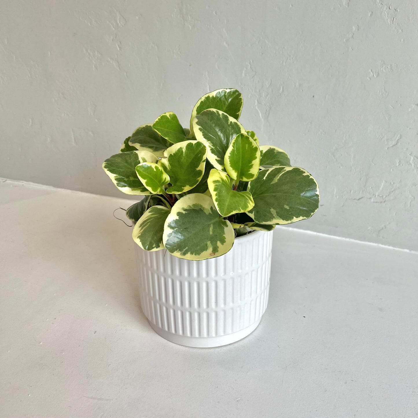 Variegated Baby Rubber Plant in White Ribbed Pot