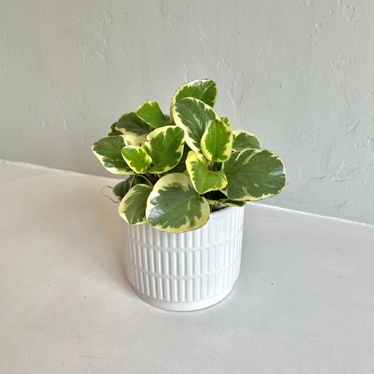 Variegated Baby Rubber Plant in White Ribbed Pot