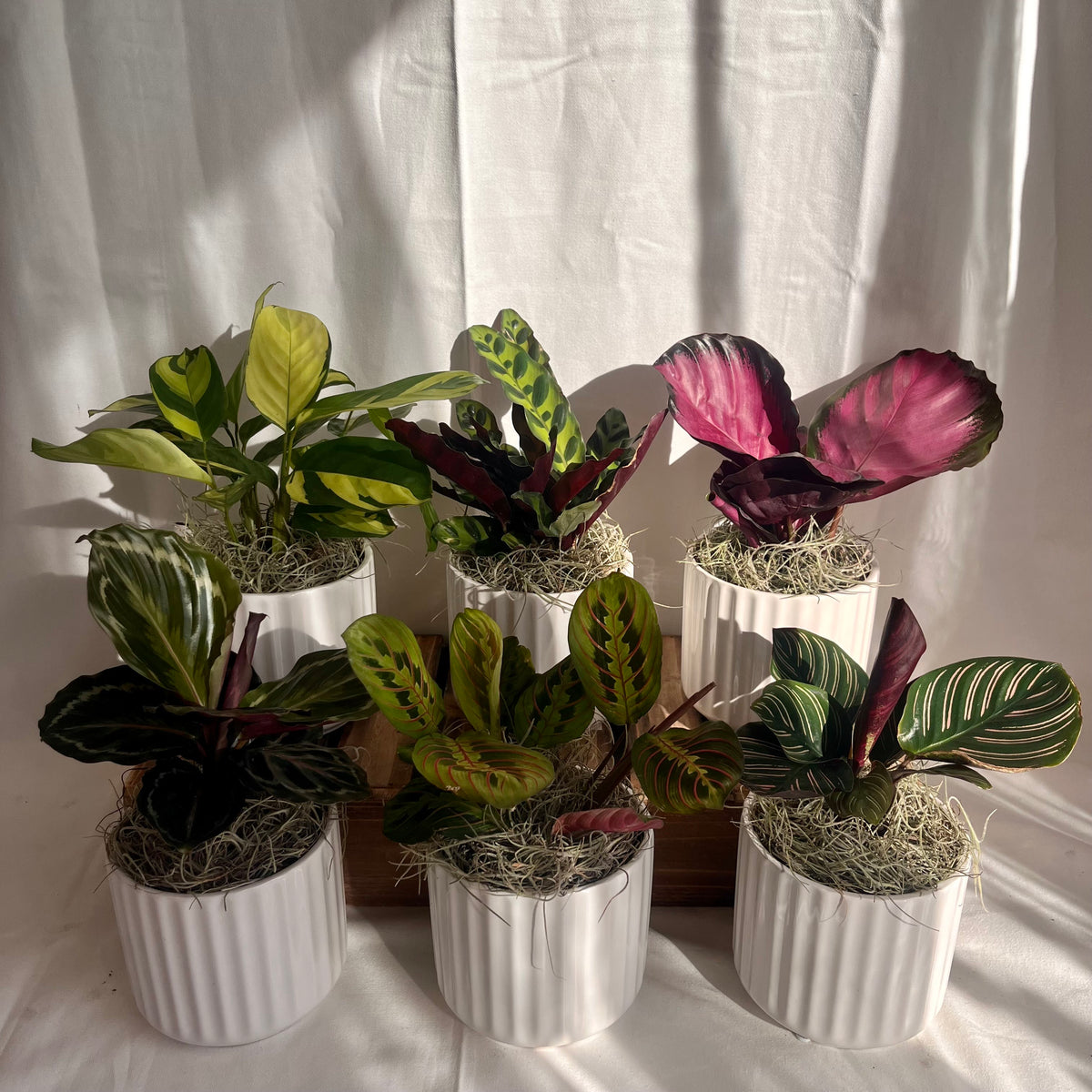 Assorted Tropicals in White Ribbed Pot