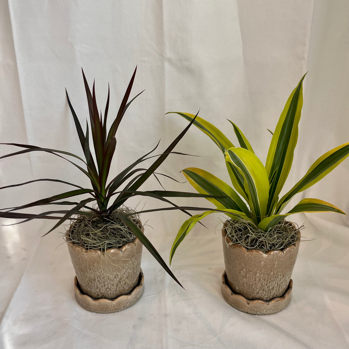 Assorted Dracaena in Light Brown Speckled Pot