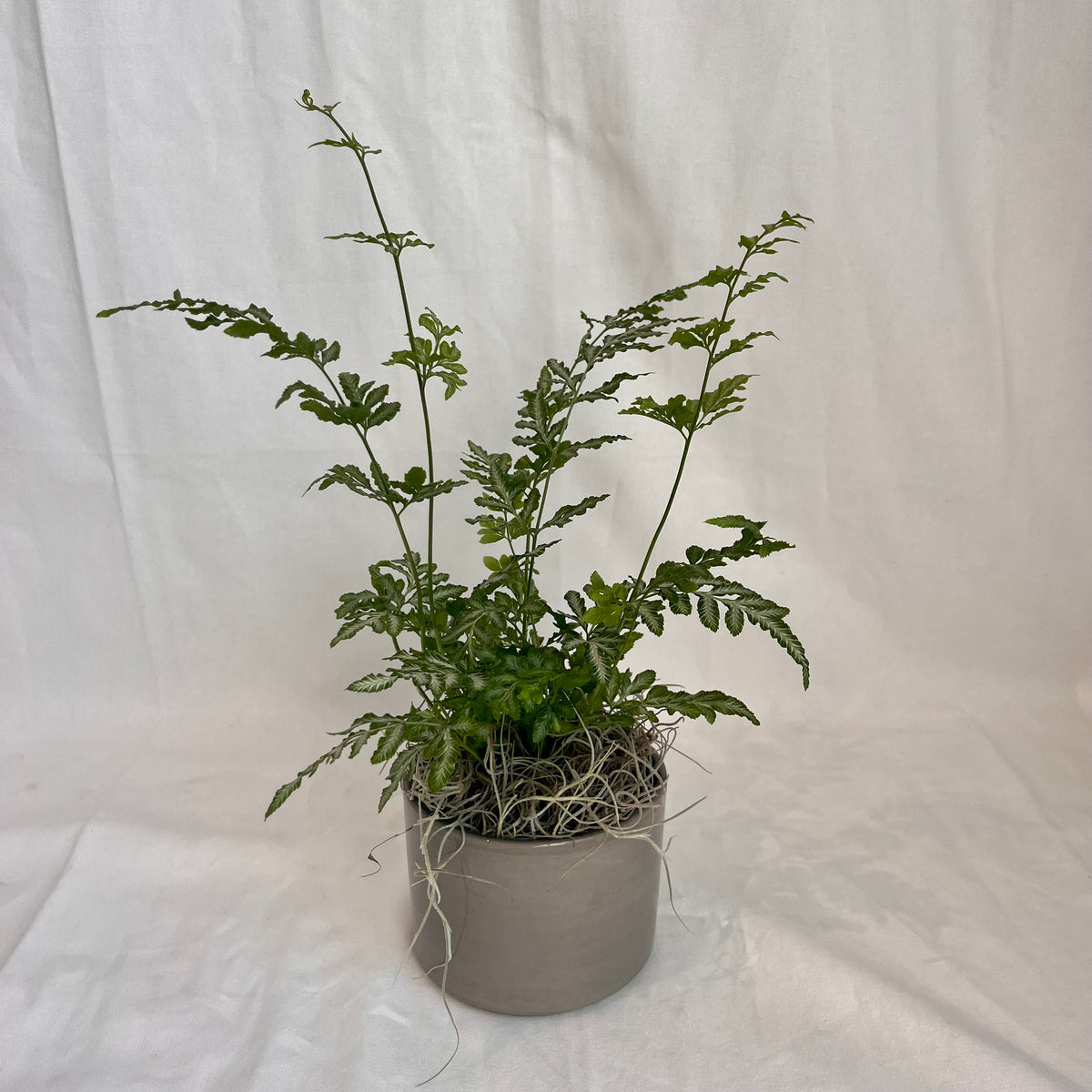 Silver Lace Fern in Grey pot
