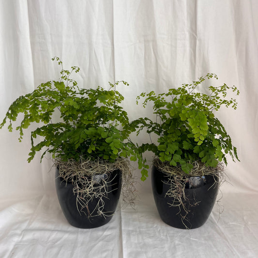 Maiden Hair Fern in Black Pot