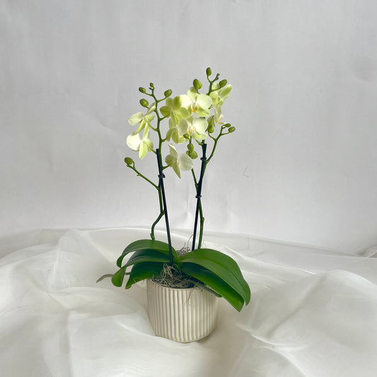 Mini Orchid - Citron