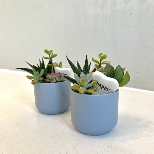 Mini Succulent Garden in Pastel Blue Pot