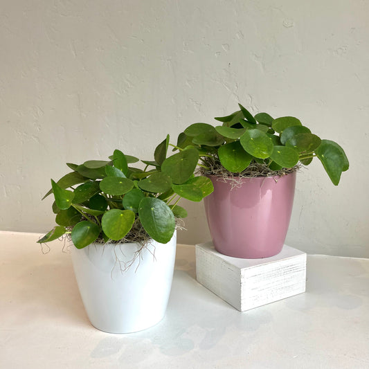 Pilea Peperomioides in Glazed Ceramic Pot
