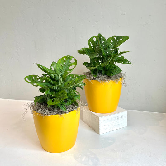 Swiss Cheese Plant in Yellow Pot