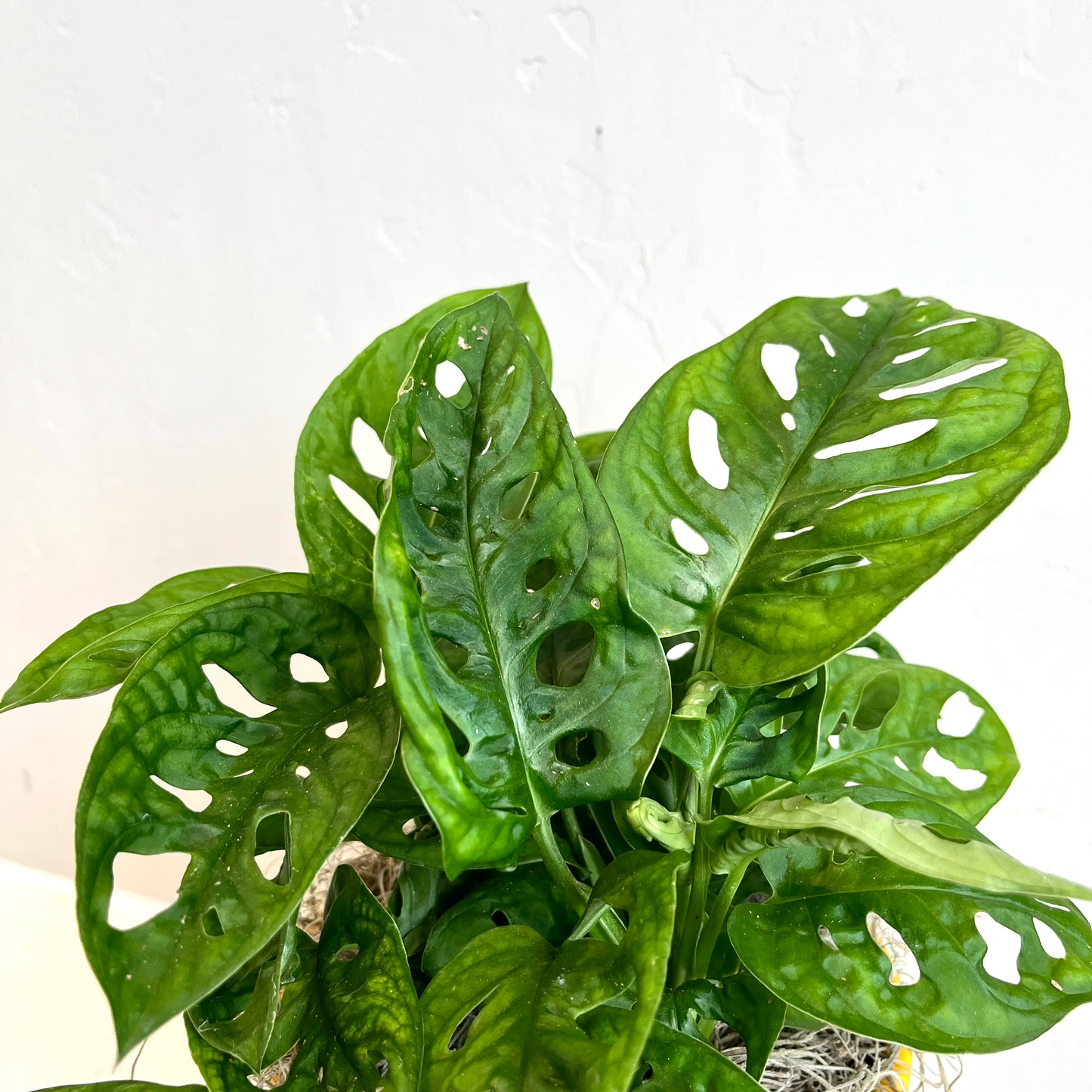 Swiss Cheese Plant in Yellow Pot