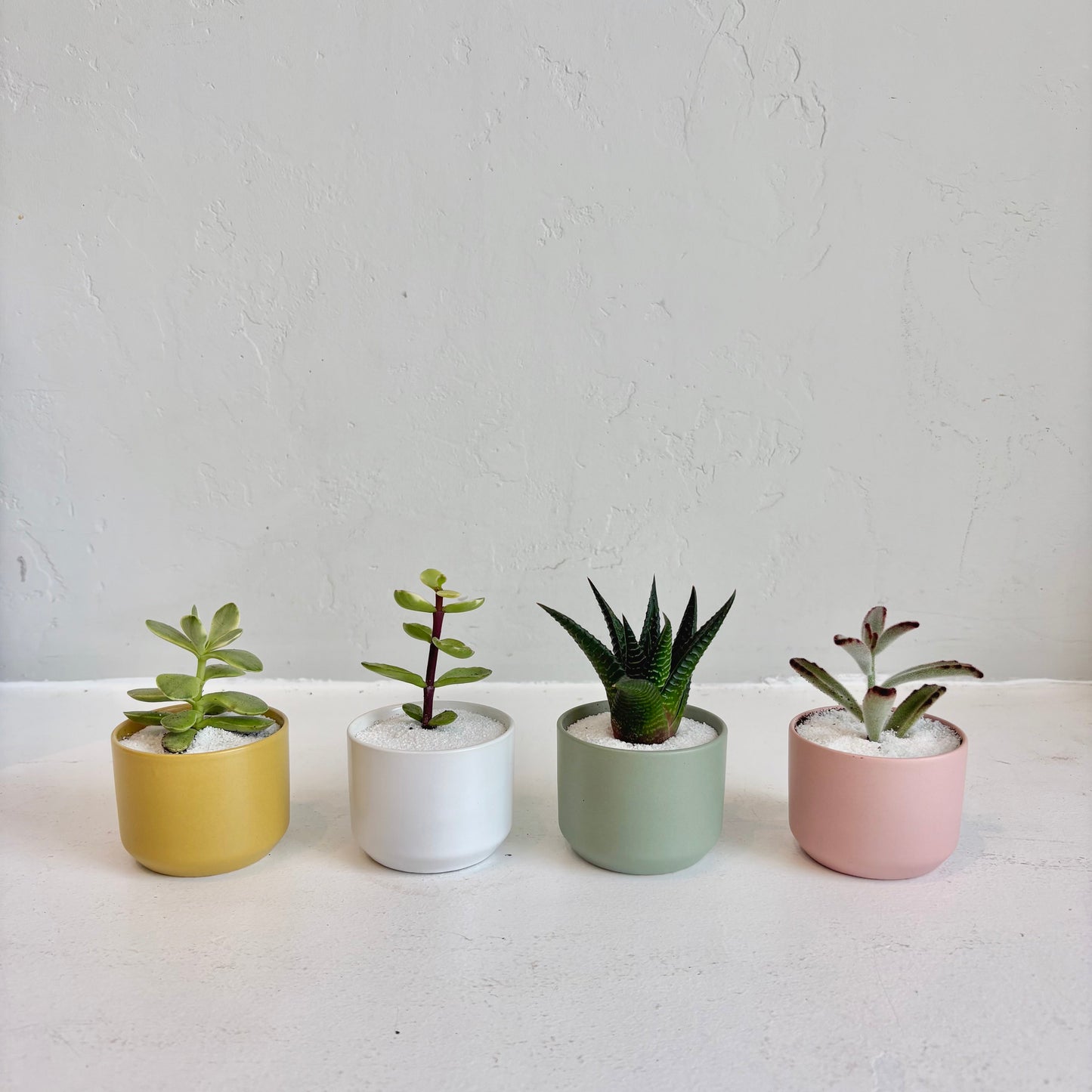 Mini Assorted Succulent in Pastel Pot
