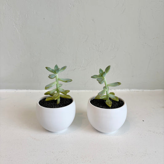 Mini Assorted Succulent in White Pot
