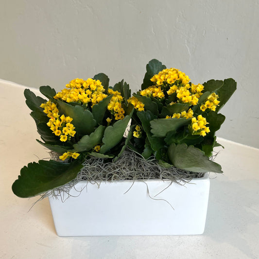 Double Kalanchoe in White Planter